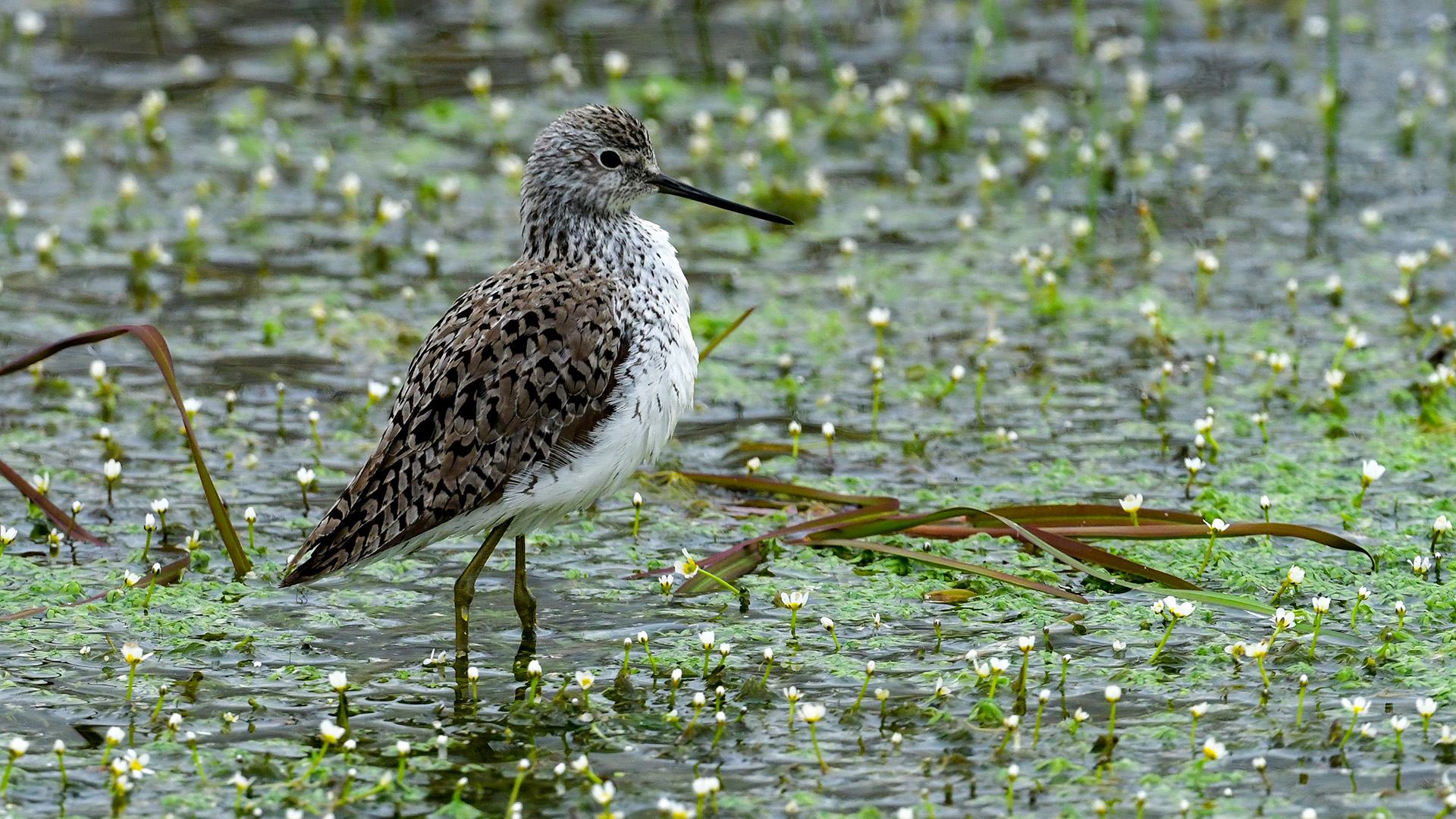 Marsh Sandpiper